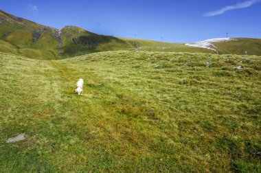 Bir beyaz macera labrador köpek keşfetmek dağ ile yeşil g