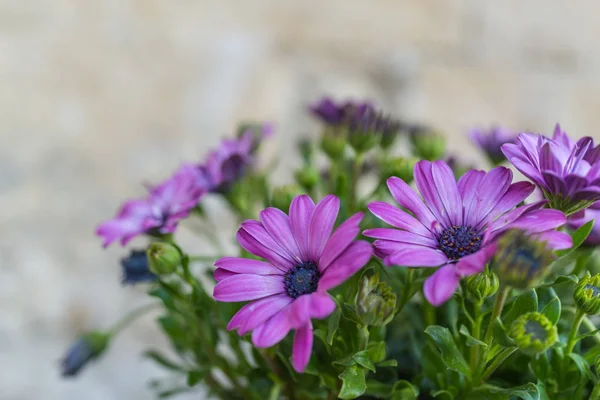 Purple and pink flowers with green leaves as background in Mater — Stock Photo, Image