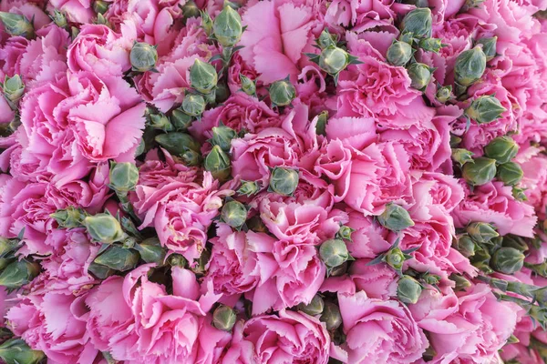 Zamknięte różowe kwiaty goździka — Zdjęcie stockowe