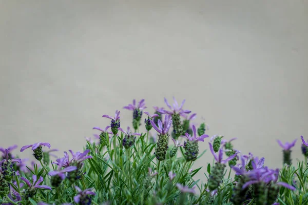 Mooie bloeiende lavendels bloem (Lavandula stoechas) met st — Stockfoto