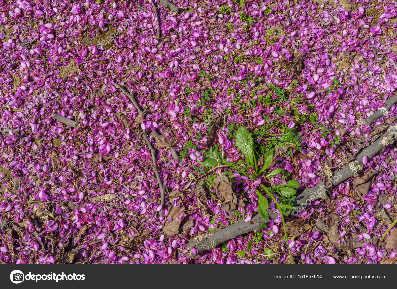 ユダの木 Cercis Siliquastrum 乾燥ペットのピンクの花でいっぱい ストック写真 C Eamesbot