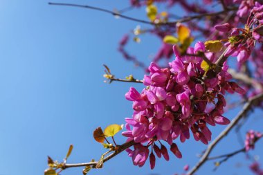 Pembe Judas, Judasbaum (Cercis siliquastrum) çiçekler kapandı