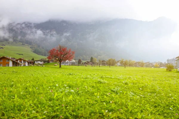 View of green field with red tree in autumn fog Switzerland mist — Stock Photo, Image