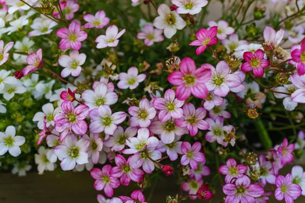 Foco seletivo em rosa, magenta e branco Rockfoil e Mossy fl — Fotografia de Stock