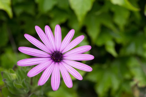 Close up of colorful pink chrysanthemums daisy flower in garden — Stock Photo, Image