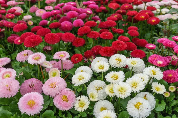Pink, white and red English daisy flower in outdoor park day lig