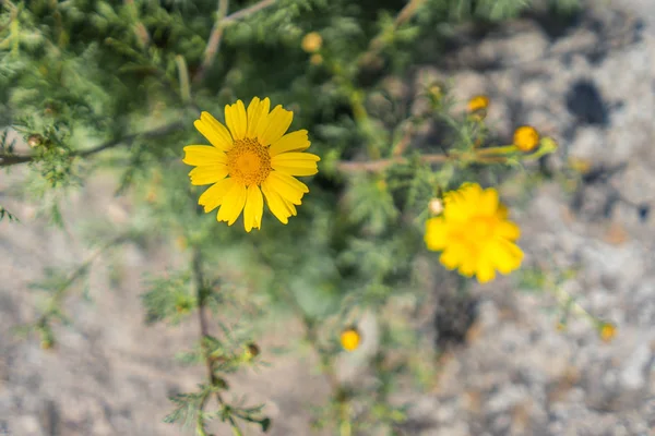 Piękny żółty stokrotka kwiat w jasnym odkryty — Zdjęcie stockowe