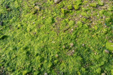 Yeşil yosun ve liken grunge taş sahil kenarı arka plan olarak 