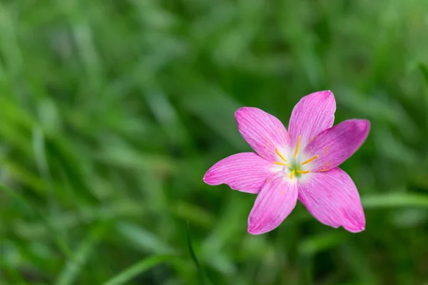 Close up de lírio rosa rosado chuva, zephyrlily cubano ou Zephyranthe — Fotografia de Stock