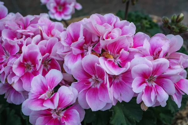 Küçük bahçe içinde güzel pembe Impatiens çiçek yakın çekim