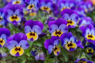 Renkli Menekşe viola Çiçek Bahçe, baharda İtalya yakın çekim