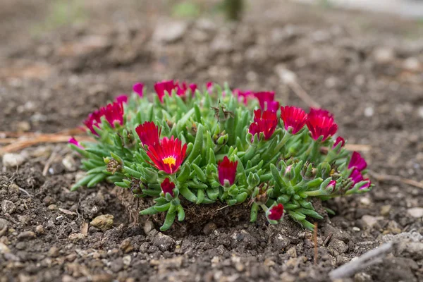 Close up van rode bloem ijs plant (juweel van de woestijn Garnet) in — Stockfoto