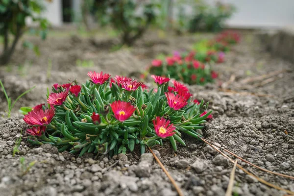 Närbild på röd blomma is anläggning (juvelen i den öken Garnet) — Stockfoto