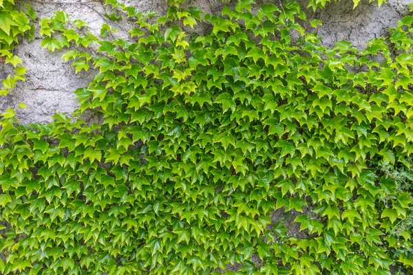 Stone wall covered with green creeper plant ivy as background — Stock Photo, Image