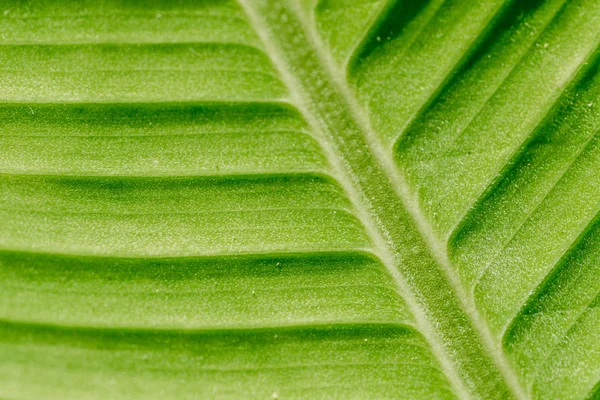 Texture foglia verde natura nei dettagli come sfondo naturale o wa — Foto Stock