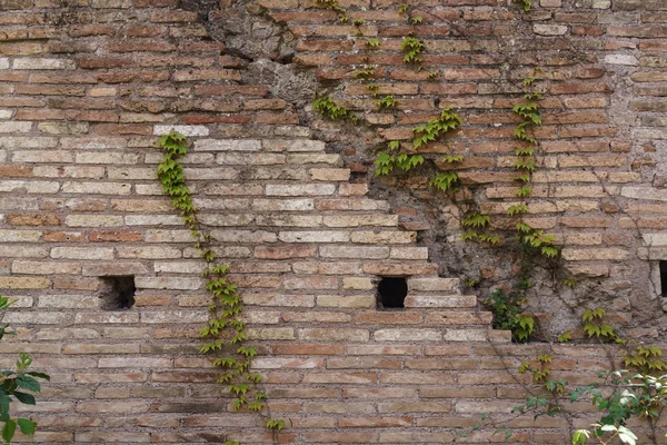 Vieja textura de pared de ladrillo envejecido con lindas hojas de hiedra verde enredadera c — Foto de Stock