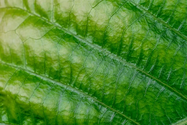 Texture foglia verde natura nei dettagli come sfondo naturale o wa — Foto Stock