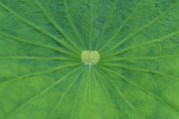 Natura verde texture foglia di loto nei dettagli come sfondo naturale — Foto Stock