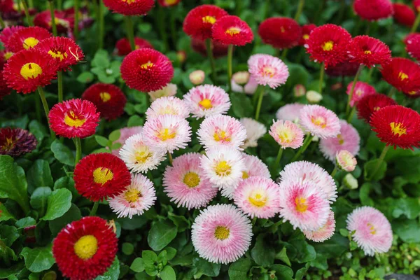 Rosa, vita och röda svenska daisy blomman i utomhus park dag lig — Stockfoto