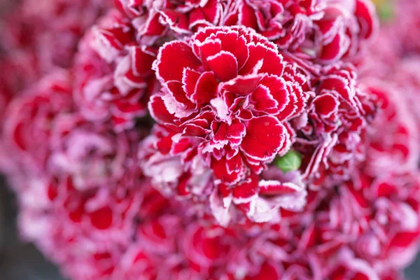 Enfoque selectivo en las flores de clavel rojo en el mercado diurno — Foto de Stock
