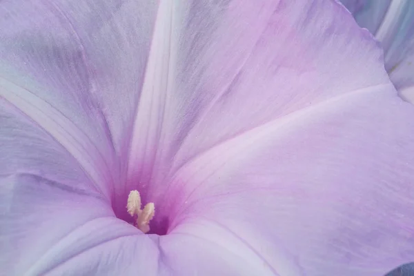 Makro vy i detaljer av rosa blomblad i dagsljus — Stockfoto