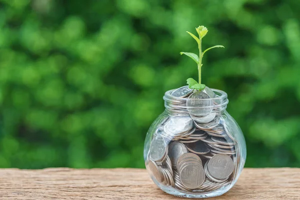 Seçici odak yeşil bitki jar tam sikke ile Filiz 