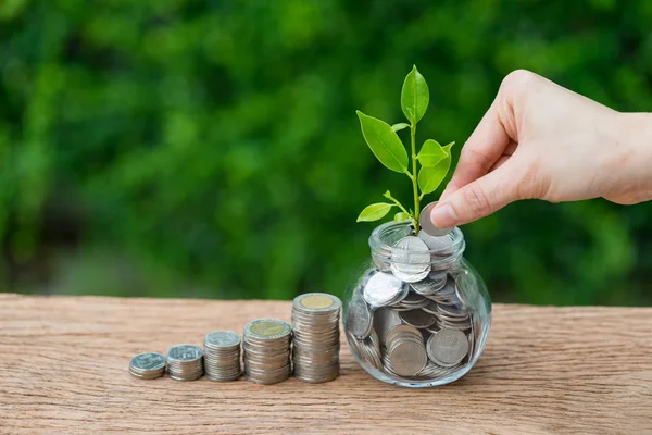 El tutma para büyüme Filiz bitki f olarak kavanoza koyarak