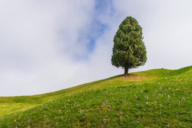 En az bir yerel çam ağacı çimenli ve küçük pembe 