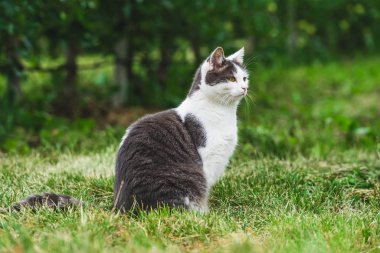 Gri ve beyaz tüylü, yeşil çimenlerde uzun saçlı şirin bir kedi.
