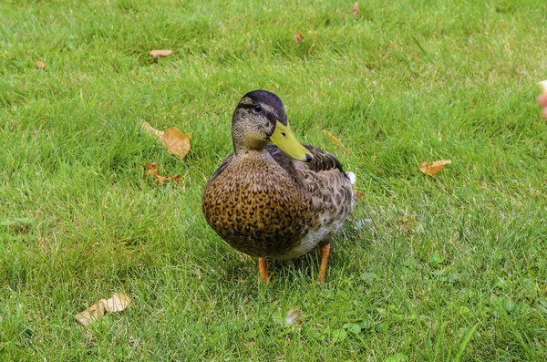 Lonely duck on green grass