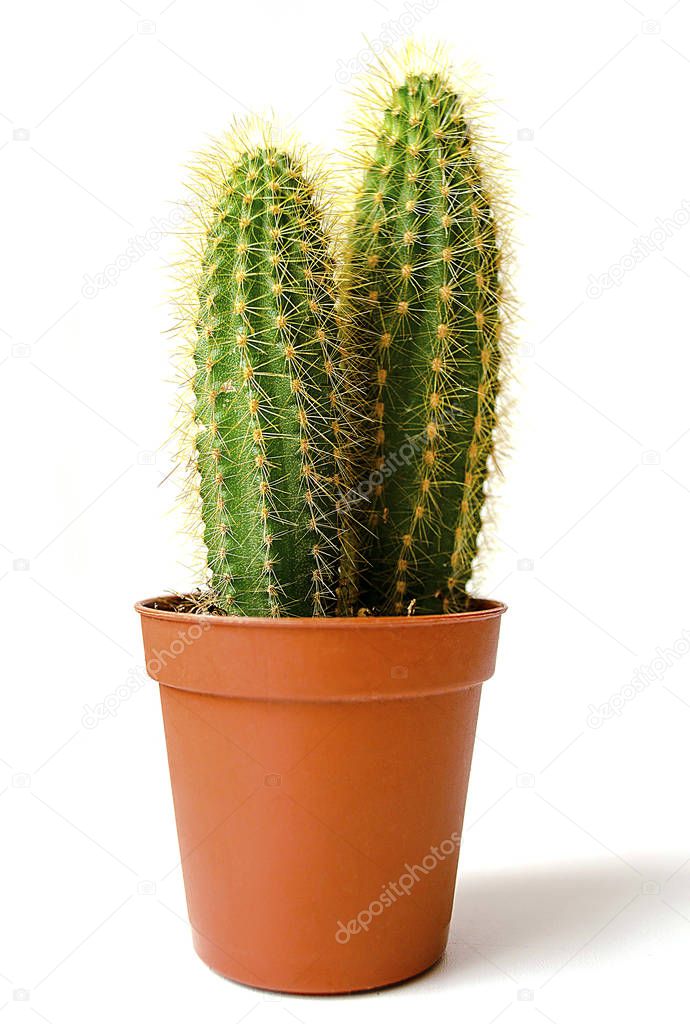 Two Cactus with Thorns in a Pot