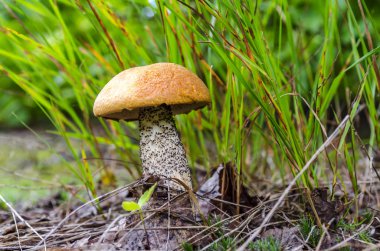 Turuncu huş bolete