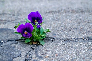 Homo çiçek çiçek açan bir yol küçük bir çatlak.