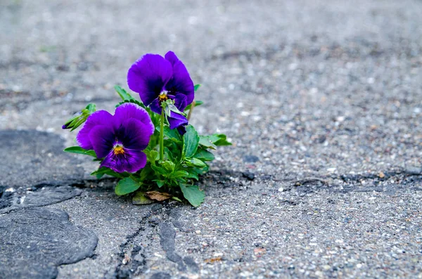 紫罗兰花盛开在一条小裂缝的道路. — 图库照片