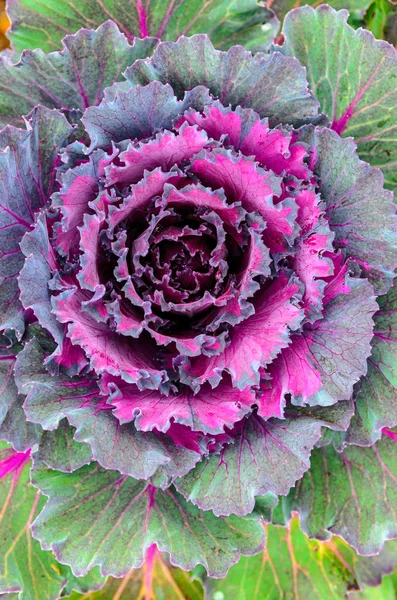 Violet decorative cabbage in a garden — Stock Photo, Image