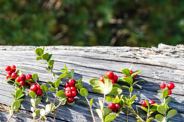 Berries on the branches of cranberries — Stock Photo, Image