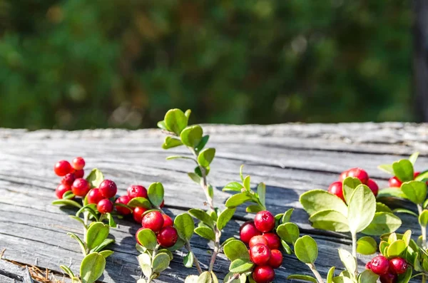 Berries on the branches of cranberries — Stock Photo, Image