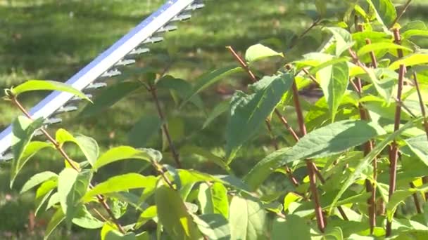 Poda Bush, close-up — Vídeo de Stock