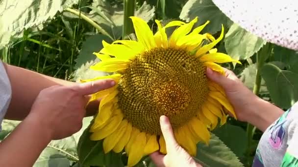 Campo de girasol sol flor — Vídeo de stock