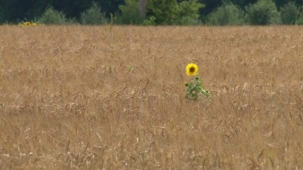 해바라기 밭 태양 꽃 — 비디오