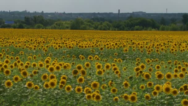 Sunflower field sun flower