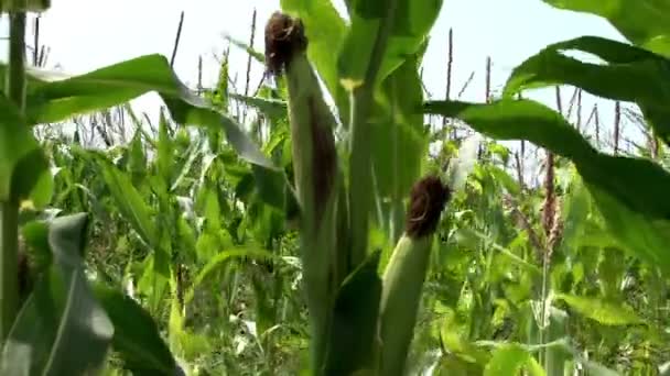 Corn in the fields — Stock Video