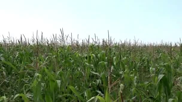 Maïs in de velden — Stockvideo