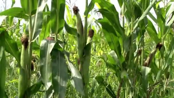 Кукуруза на полях — стоковое видео