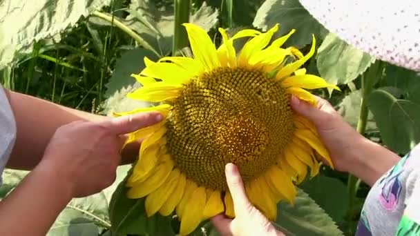 Sunflower field sun flower