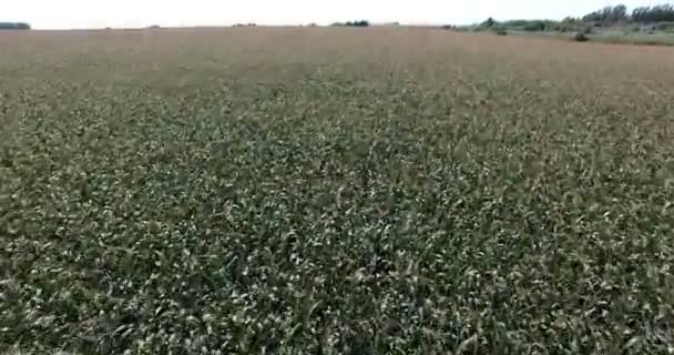 Corn in the fields — Stock Video