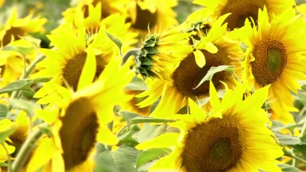 Campo de girasol sol flor — Vídeo de stock