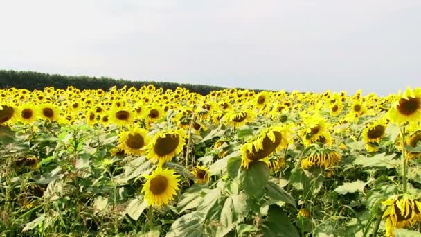해바라기 밭 태양 꽃 — 비디오