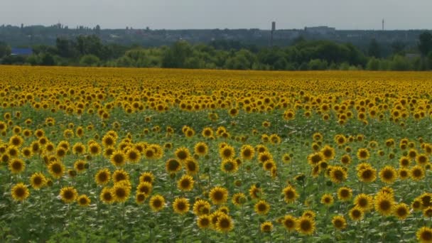 Zonnebloem veld zon bloem — Stockvideo