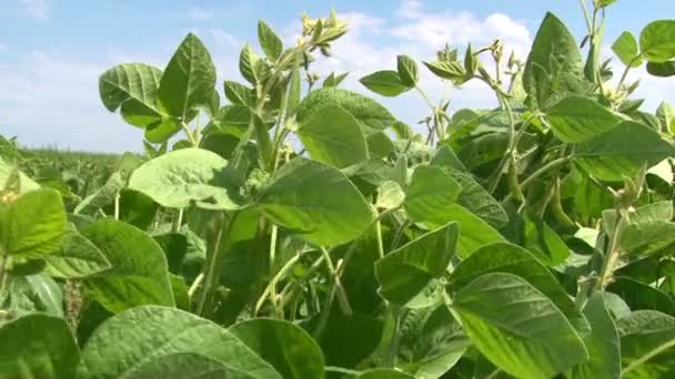 Brotes de soja en los campos — Vídeo de stock